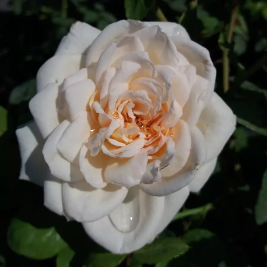 Róża nostalgie - Róża - Martine Guillot™ - Szkółka Róż Rozaria