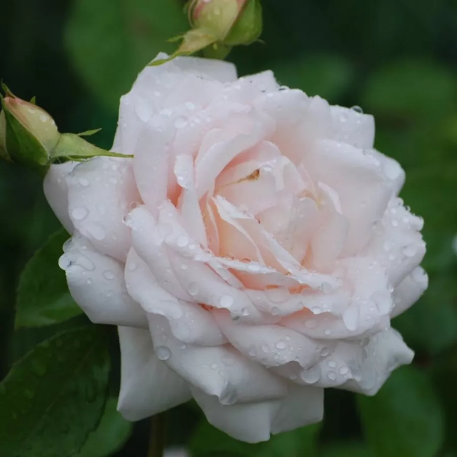 Biely - Ruža - Martine Guillot™ - Ruže - online - koupit