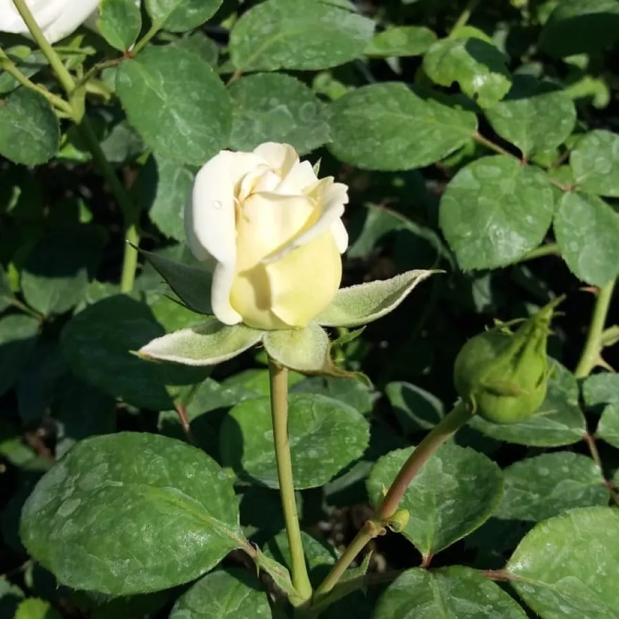 Trandafir cu parfum intens - Trandafiri - Martine Guillot™ - Trandafiri online