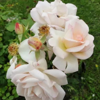 Weiß - nostalgische rosen