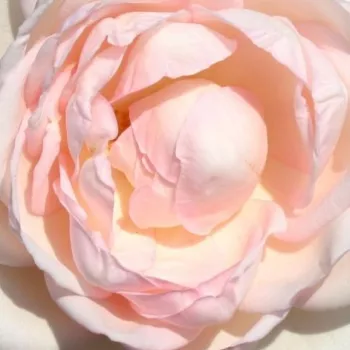 Online rózsa vásárlás - nosztalgia rózsa - fehér - intenzív illatú rózsa - centifólia aromájú - Martine Guillot™ - (90-300 cm)