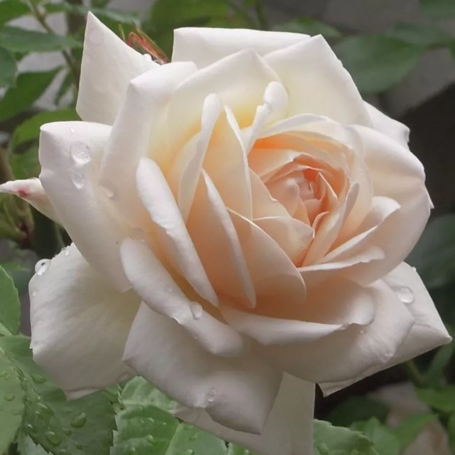 Bílá - Růže - Martine Guillot™ - 