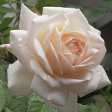 Biely - stromčekové ruže - Rosa Martine Guillot™ - intenzívna vôňa ruží - aróma centra