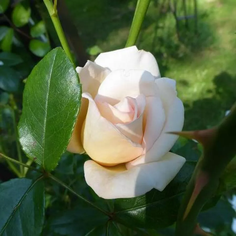 Stromčekové ruže - Stromkové ruže, kvety kvitnú v skupinkách - Ruža - Martine Guillot™ - 