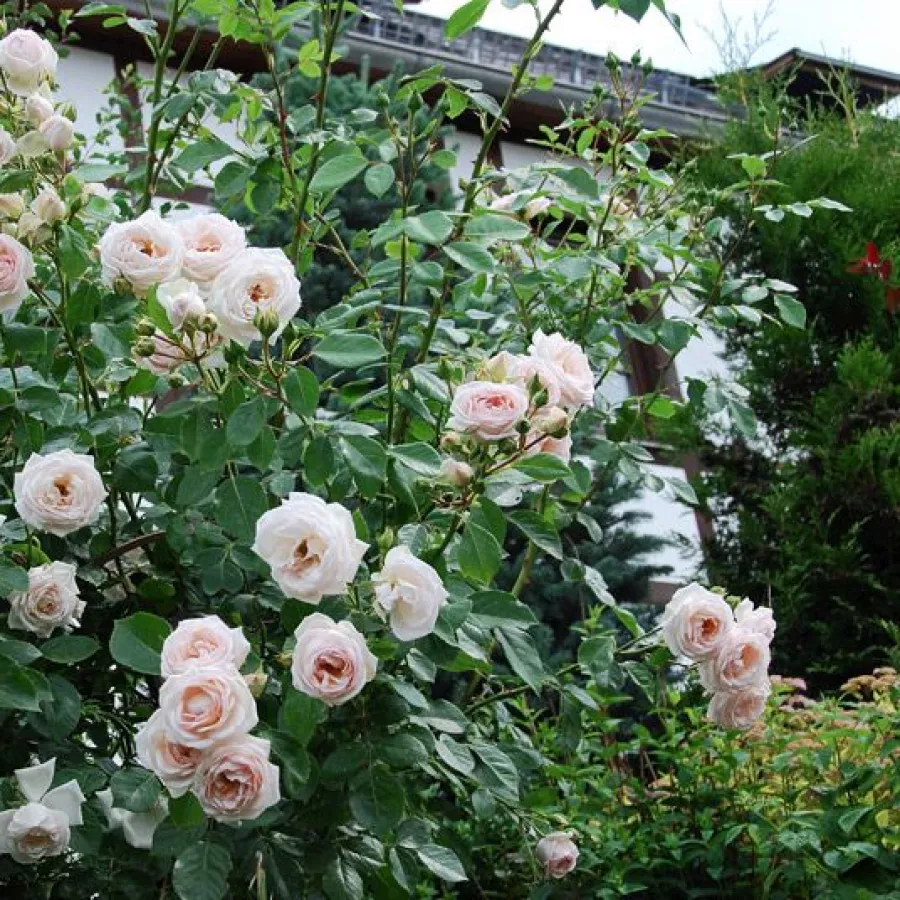 120-150 cm - Róża - Martine Guillot™ - 