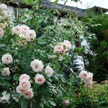 Bílá - stromkové růže - Stromkové růže, květy kvetou ve skupinkách