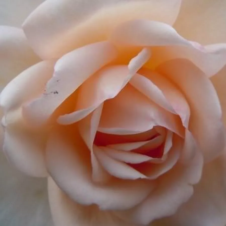 Plină, densă - Trandafiri - Martine Guillot™ - 