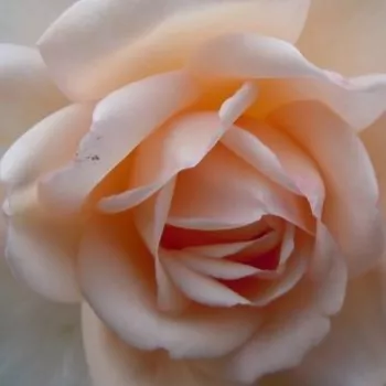 Rosa Martine Guillot™ - rosa de fragancia intensa - Árbol de Rosas Floribunda - rosal de pie alto - blanco - Dominique Massad- forma de corona tupida - Rosal de árbol con multitud de flores que se abren en grupos no muy densos.