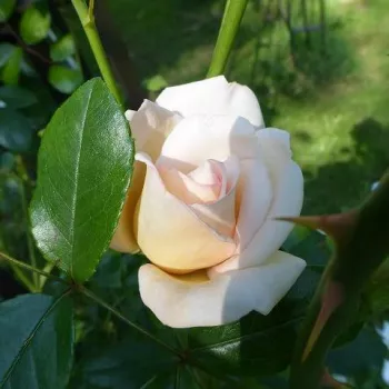 Rosa Martine Guillot™ - fehér - csokros virágú - magastörzsű rózsafa