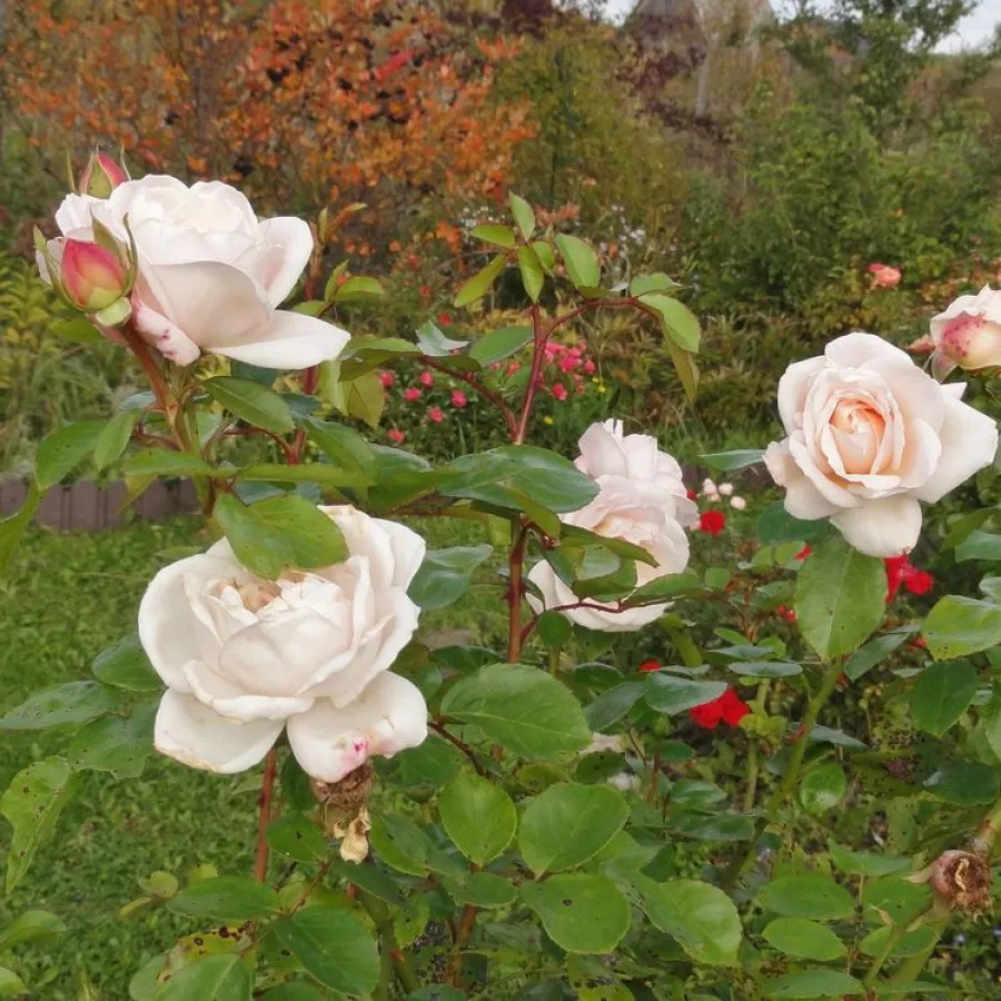Trandafiri nostalgici - Trandafiri - Martine Guillot™ - comanda trandafiri online