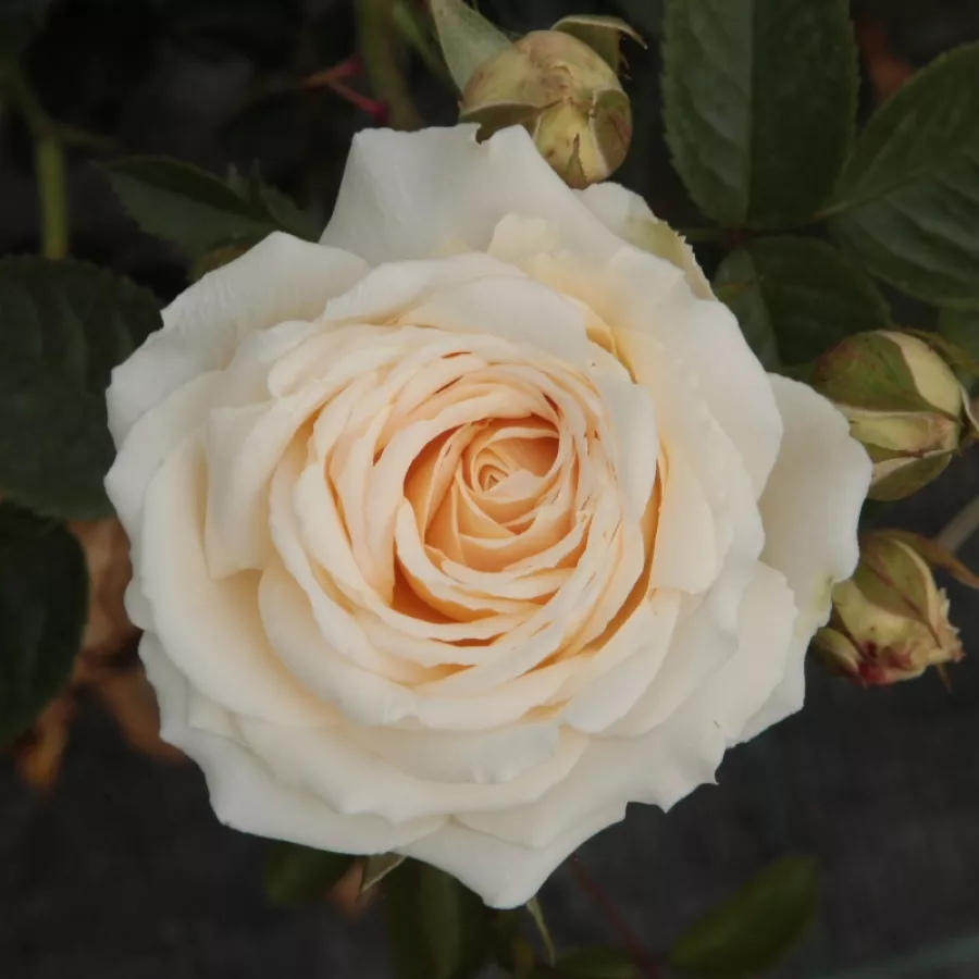 Rose Ibridi di Tea - Rosa - Márton Áron - Produzione e vendita on line di rose da giardino