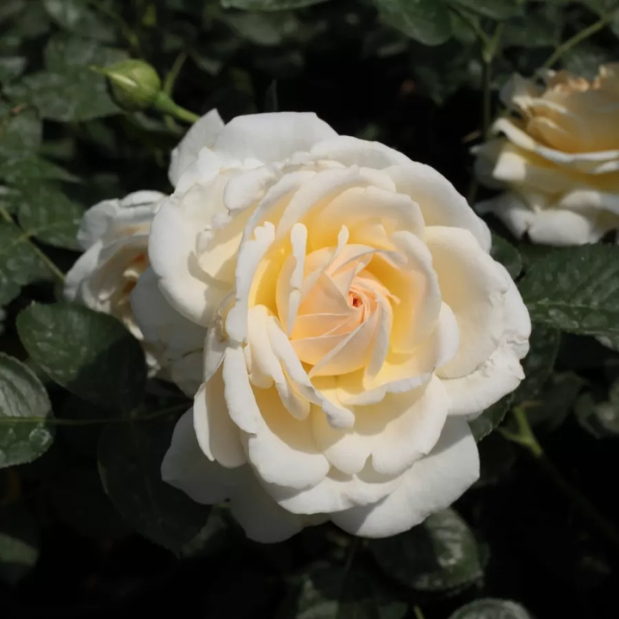 Biały - Róża - Márton Áron - Szkółka Róż Rozaria