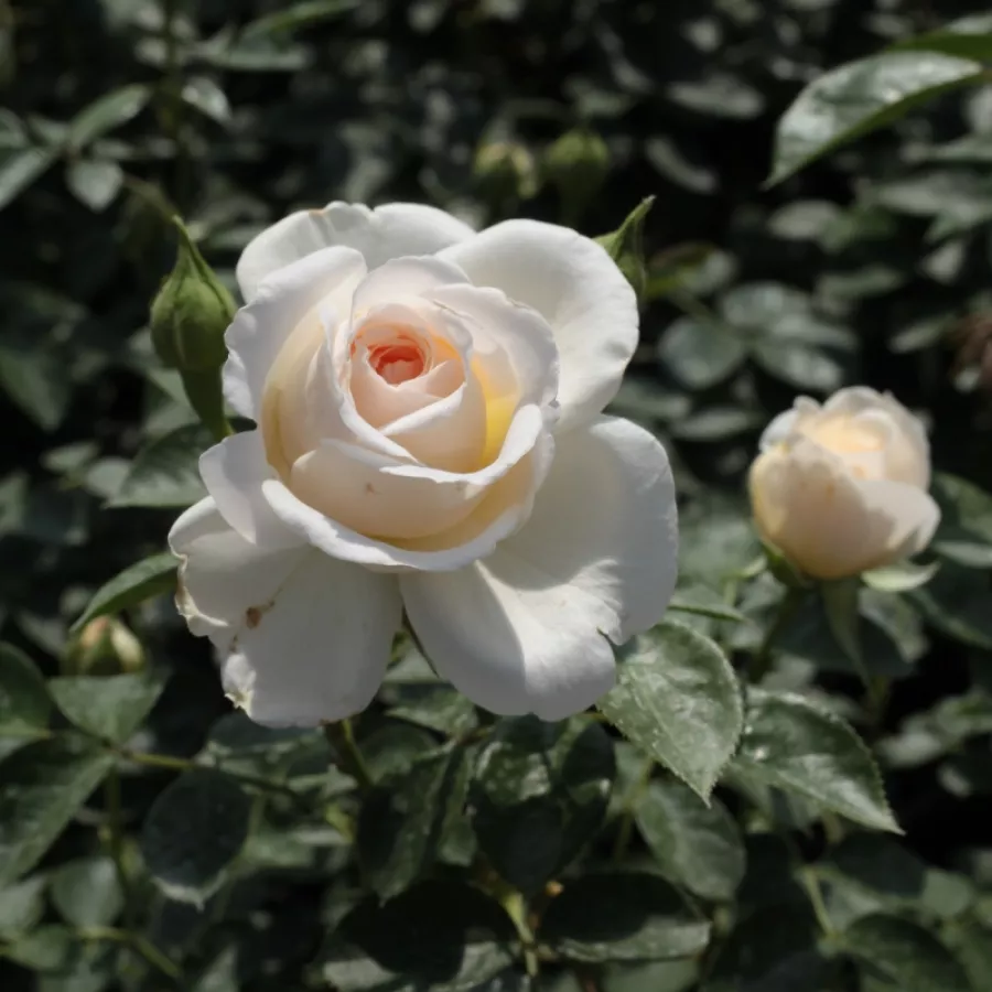 Róża ze średnio intensywnym zapachem - Róża - Márton Áron - Szkółka Róż Rozaria