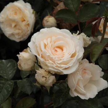 Krémfehér - teahibrid rózsa   (70-100 cm)