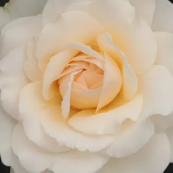 Ružová - školka - eshop  - čajohybrid - biely - stredne intenzívna vôňa ruží - aróma grapefruitu - Márton Áron - (70-100 cm)