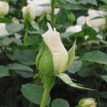 Rosa Márton Áron - alb - trandafiri pomisor - Trandafir copac cu trunchi înalt – cu flori teahibrid