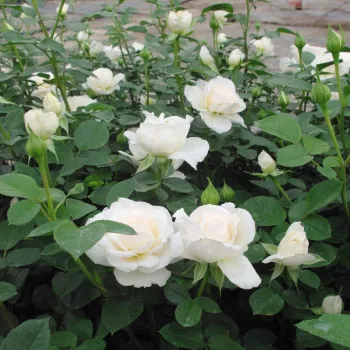 Blanc - crème - Fleurs hybrid de thé - rosier à haute tige - tiges montantes