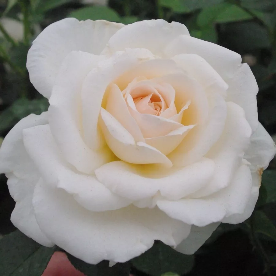 Weiß - Rosen - Márton Áron - rosen online kaufen