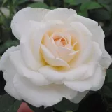 Trandafiri hibrizi Tea - trandafir cu parfum intens - comanda trandafiri online - Rosa Márton Áron - alb