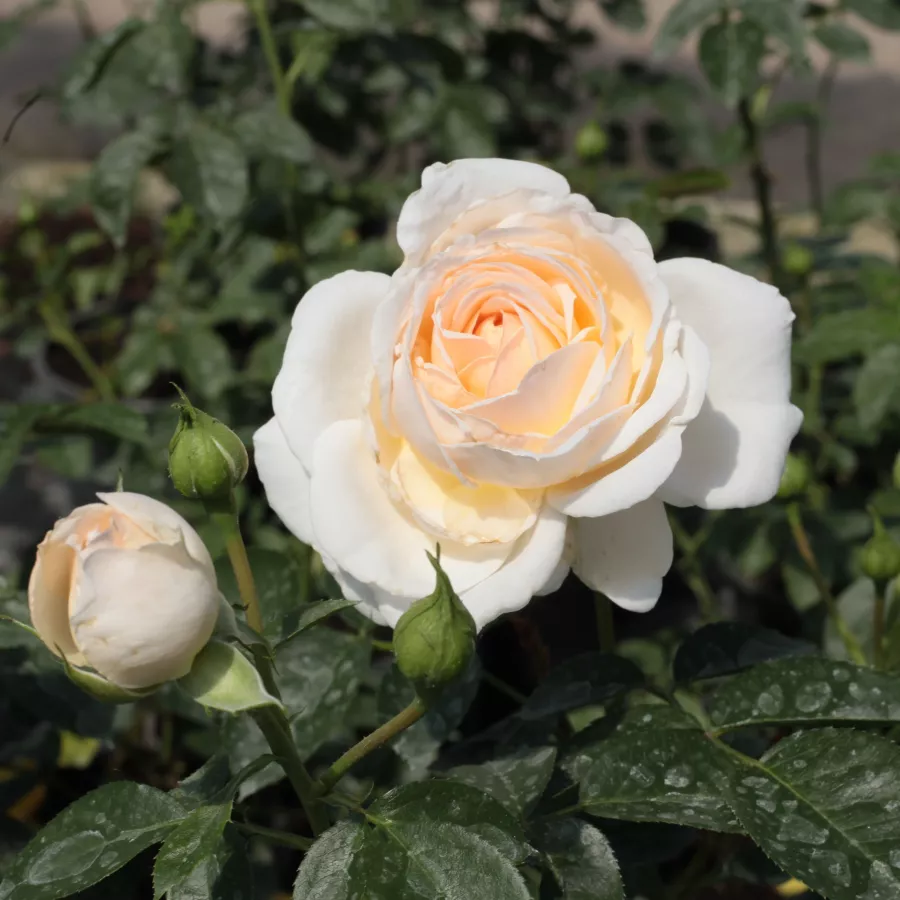 Hybrydowa róża herbaciana - Róża - Márton Áron - sadzonki róż sklep internetowy - online