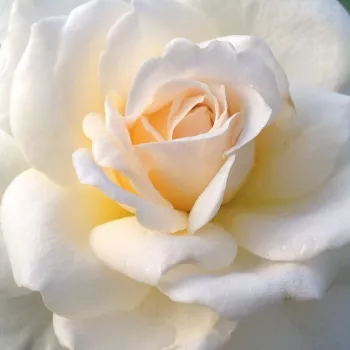 Comanda trandafiri online - Alb - trandafir teahibrid - trandafir cu parfum intens - Rosa Márton Áron - Márk Gergely - Foarte arătos, flori bogate, de durată, regele trandafirilor de strat.