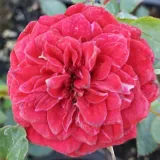 Vörös - talajtakaró rózsa - Online rózsa vásárlás - Rosa Mauve™ - diszkrét illatú rózsa - pézsmás aromájú