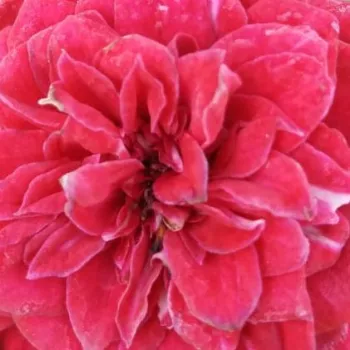 Rózsák webáruháza. - vörös - talajtakaró rózsa - Mauve™ - diszkrét illatú rózsa - pézsmás aromájú - (30-40 cm)