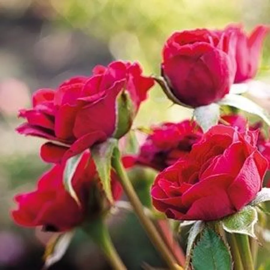 Czerwony - Róża - Mauve™ - Szkółka Róż Rozaria