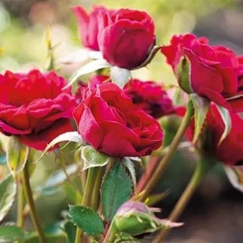 Rosa Mauve™ - vörös - magastörzsű rózsa - csokros virágú