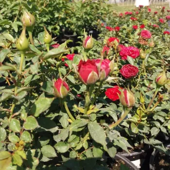 Živo crvena  - Pokrivači tla ruža   (30-40 cm)