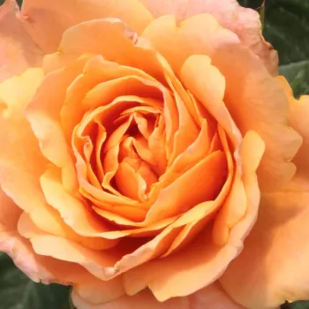 Rosen Gärtnerei - zwergrosen - orange - Rosa Apricot Clementine® - duftlos - Hans Jürgen Evers - Ihre einzigartige Blütenfarbe und kompakte Form macht sie hervorragend geeignet für Gestaltung von Blumenbeeten.