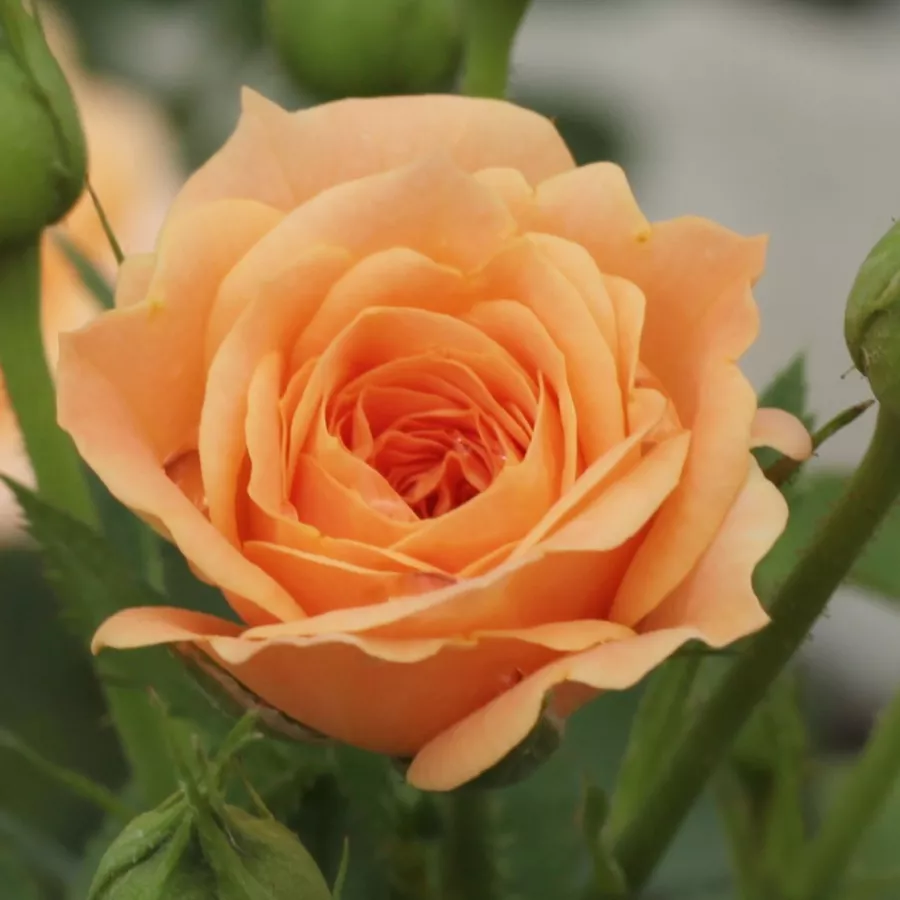 Csokros virágú - magastörzsű rózsafa - Rózsa - Apricot Clementine® - Kertészeti webáruház