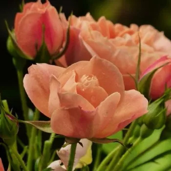Naranja melocotón-naranja - Árbol de Rosas Floribunda - rosal de pie alto- forma de corona tupida