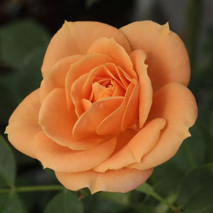 Fără parfum - Trandafiri - Apricot Clementine® - comanda trandafiri online