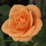 Pomarańczowy - róże miniaturowe - róża bez zapachu - Rosa Apricot Clementine® - róże sklep internetowy
