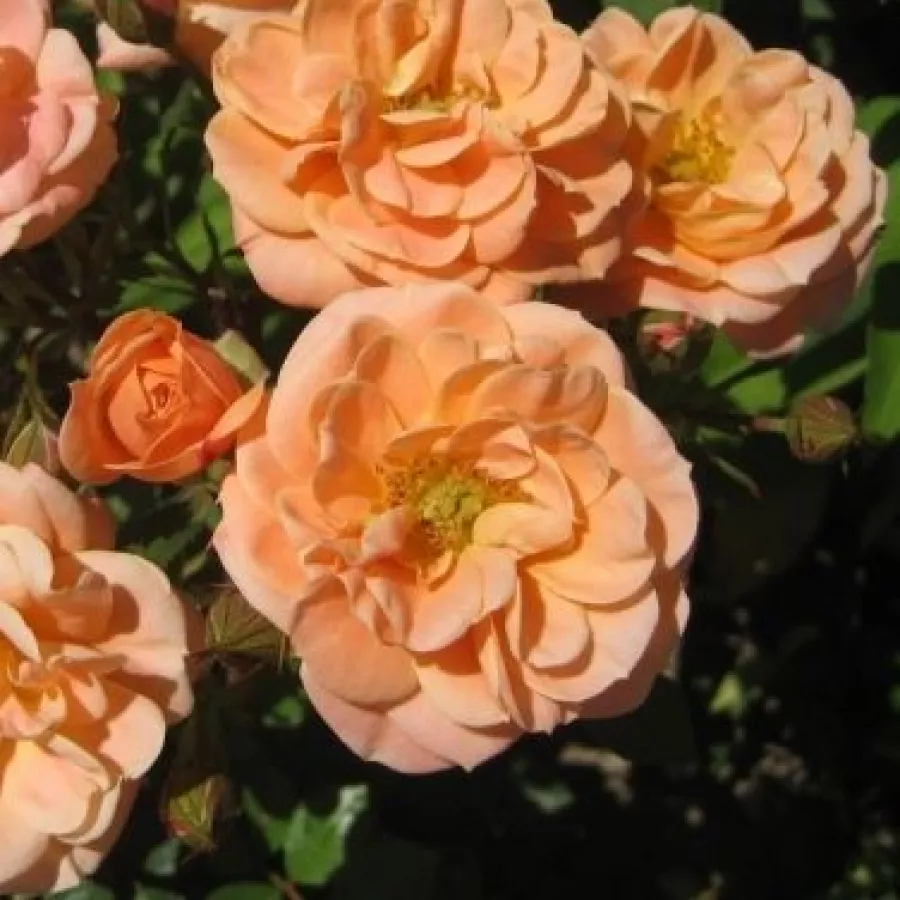 Trandafiri miniaturi / pitici - Trandafiri - Apricot Clementine® - comanda trandafiri online