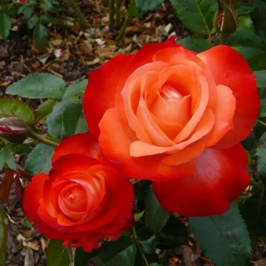 Rosu alb - Trandafiri - Joy of Life - Trandafiri online