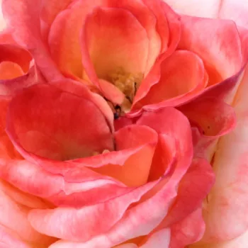 Online rózsa kertészet - teahibrid rózsa - vörös - fehér - diszkrét illatú rózsa - damaszkuszi aromájú - Joy of Life - (100-140 cm)