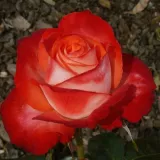 Crveno bijelo - ruže stablašice - Rosa Joy of Life - diskretni miris ruže