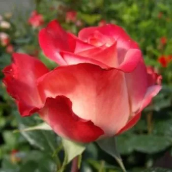 Rosa Joy of Life - rojo - blanco - Árbol de Rosas Híbrido de Té - rosal de pie alto- forma de corona de tallo recto