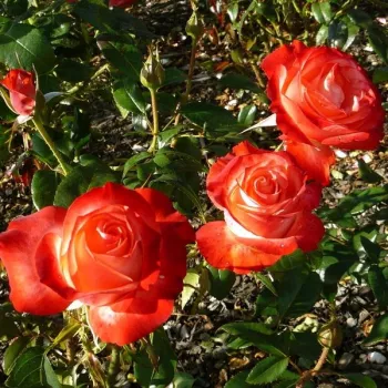 Crema con bordes rojos-rosas - Árbol de Rosas Híbrido de Té - rosal de pie alto- forma de corona de tallo recto