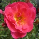 Vrtnice Floribunda - roza - Vrtnica brez vonja - Rosa Maxi-Vita® - Na spletni nakup vrtnice