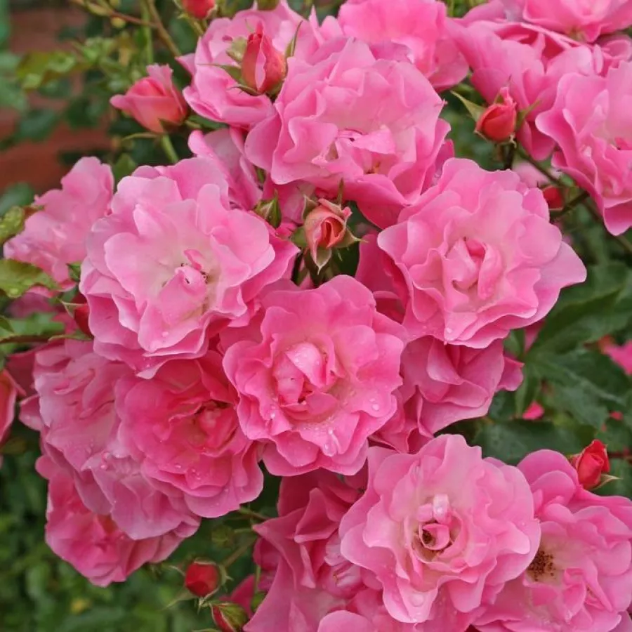 Rosa - Rosa - Maxi-Vita® - Produzione e vendita on line di rose da giardino