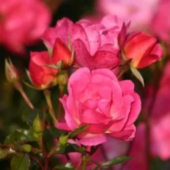 Rosa Maxi-Vita® - roz - Trandafir copac cu trunchi înalt - cu flori în buchet - coroană tufiș