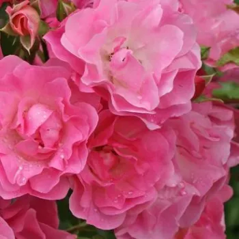 Ružová - školka - eshop  - ružová - stromčekové ruže - Stromkové ruže, kvety kvitnú v skupinkách - Maxi-Vita® - bez vône