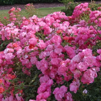 Rosa - Rosas Floribunda   (60-70 cm)