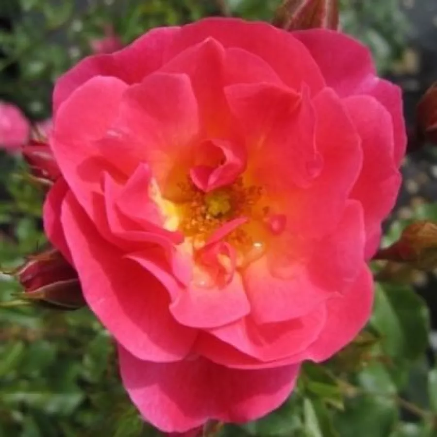 Fără parfum - Trandafiri - Maxi-Vita® - comanda trandafiri online