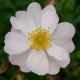 Fehér - talajtakaró rózsa - Online rózsa vásárlás - Rosa Medeo® - diszkrét illatú rózsa - orgona aromájú