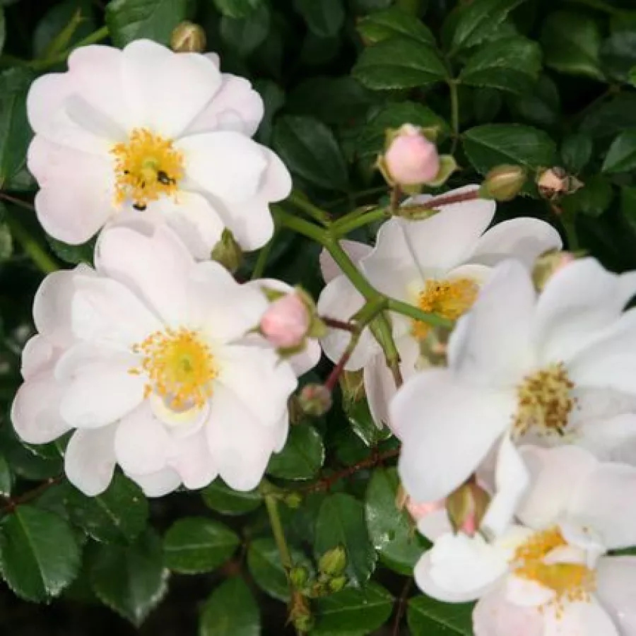 Biały - Róża - Medeo® - Szkółka Róż Rozaria