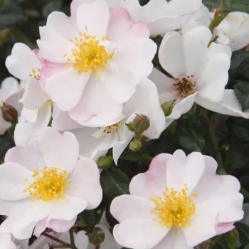 Rosa Medeo® - alb - trandafiri pomisor - Trandafir copac cu trunchi înalt – cu flori mărunți